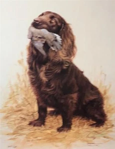 James Killen Head of the Class Boykin Dove S/N Art Print - Picture 1 of 1