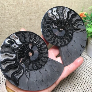 280 g 1 par de muestras de amonita negra dividida Shell Healing Madagascar md2347 - Imagen 1 de 8