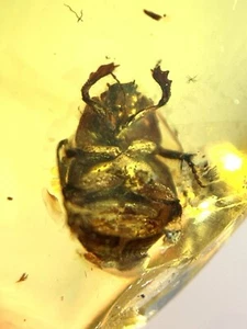 Catharsius molossus L. Burmit Kreide Bernstein Fossil Dinosaurier Ära - Bild 1 von 4