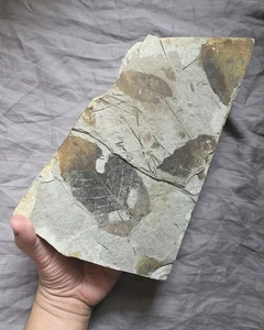 Museum Quality Very Rare Eocene Forest Floor Plant Fossils Leaves McAbee Canada  - Picture 1 of 5