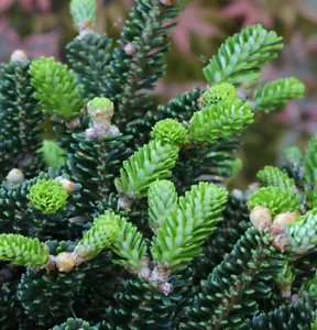 Koreatanne Oberon 15-20cm - Abies koreana - Bild 1 von 1
