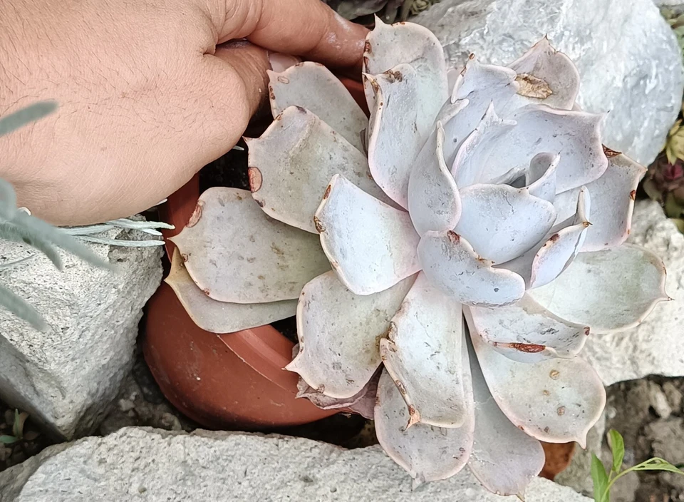 Echeveria lilacina big rare succulent cactus cacti live plant free gift - Image 1 of 4