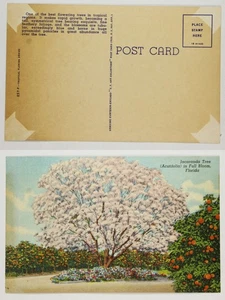 Jacaranda Tree Full Bloom Florida Exquisite White Flowers Linen Postcard - Picture 1 of 1