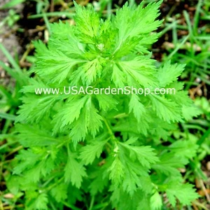 MUGWORT Ngai Cuu Yomogi Artemisinin Artemisia Argyi Silvery Wormwood Live Plants - Picture 1 of 11