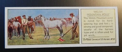 WELSH MOUNTAIN PONY No16 TYPHOO TEA VINTAGE TRADE CARD 1938 HORSES SERIES - Image 1 of 2