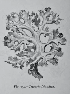 c1872 Antique Figuier Print FUNGI - CETRARIA ISLANDICA The Vegetable World - Picture 1 of 2