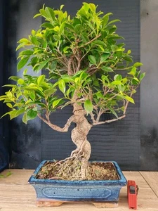 bonsai ficus retusa h 50 cm visita il negozio - Foto 1 di 8