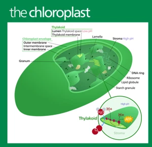 Chloroplast Cell Structure Organelle Biology Diagram Art Print Poster 24 x 24 in - Picture 1 of 1