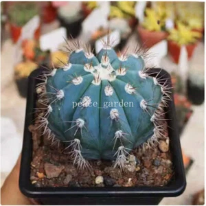 Rara pianta succulenta di cactus Melocactus andinus pianta di cactus 5-7 cm - Foto 1 di 4