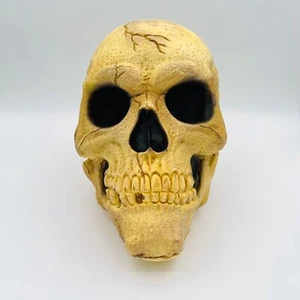 Vintage Easter Unlimited Decorative Foam Skull Head 7"x11" - Picture 1 of 12