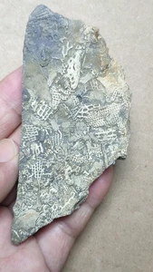 80g Bryozoa specimen from Cambrian Period - Picture 1 of 17