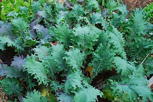 SEMILLAS DE COL RIZADA * RESISTENTES A -10 F. * VARIEDAD RUSA ROJA * CORTE DE HOJA DE ROBLE * VIGOROSO * - Imagen 1 de 2