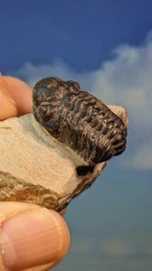 Phacops Trilobit Fossil auf vorbereiteter Matrix 60 mm x 40 mm schön freistehend - Bild 1 von 14