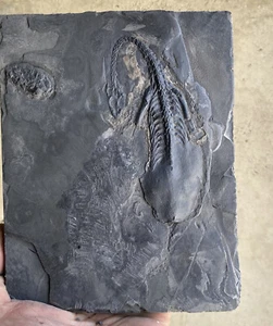 Keichousaurus Skeleton Fossil Triassic Reptile Dinosaur Bones China - Bild 1 von 8