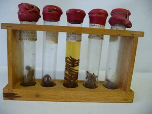 Lot de larves de chenilles, trichoptères, odonates en 5 tubes verre. - Picture 1 of 1