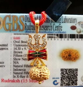 Colgante de cuentas Java 15 Mukhi Rudraksha / Quince caras Rudraksh-12-14 mm - Certificado - Imagen 1 de 2