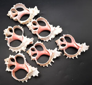 Set of 6 Center Cut Pink Murex (3-4") Shells Seashells Beach Crafts - Picture 1 of 6