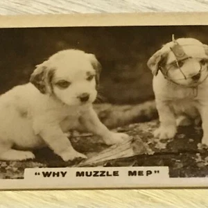 De Reszke Cigarette Card Series 1 no.21 why muzzle me? Dogs photo vintage 20s/30 - Foto 1 di 3