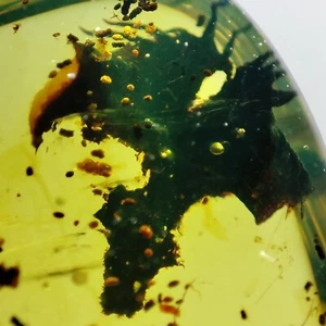 Fossil amber Insect Burmese burmite Cretaceous Flowers insect Myanmar - Picture 1 of 5