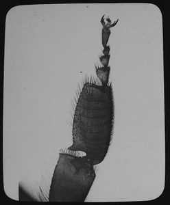 ANTIQUE Magic Lantern Slide LEG OF A BEE C1890 OLD MICROSCOPE PHOTO INSECTS - Imagen 1 de 3