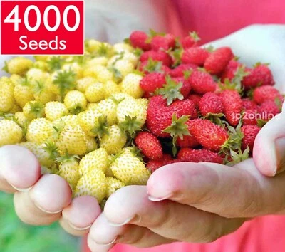 4000 Seeds Red White Alpine Strawberry Seed Mix Exotic Strawberries Rare BULK - Image 1 of 4