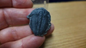 GEOLOGICAL ENTERPRISES kambrischer fossiler Trilobit Elrathia kingi Utah - Bild 1 von 4