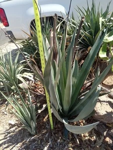 31" Pup Blue Agave Cactus Agave Tequilana - Picture 1 of 1