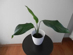 Einblatt Spathiphyllum Jungpflanze - ca. 40 cm hoch - Bild 1 von 3