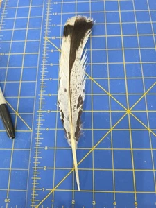 Z155 Único Híbrido Cola de Pavo Pluma Imitación Águila - Imagen 1 de 1