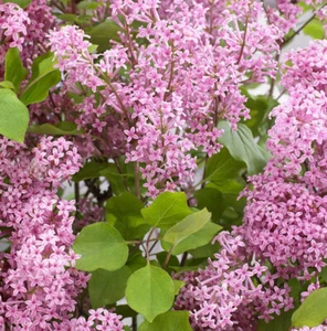 Hochstamm Zwergflieder Flowerfesta®Pink 80-100cm - Syringa vulgaris - Bild 1 von 1