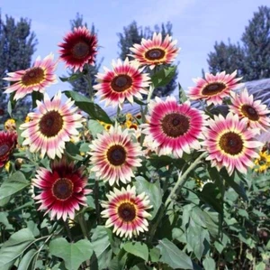 40 Seeds Colorful Sunflower Multi-head dense  Sunflower seeds Non-GMO Individual - Picture 1 of 12