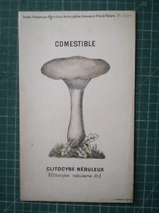 yv087 mycologie dessin champignon J Poirault circa 1910 Clitocybe nébuleux - Imagen 1 de 2