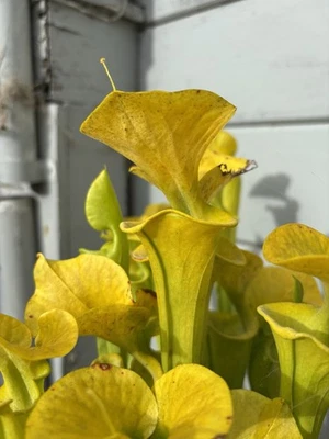 Sarracenia Flava Maxima McClellanvile SC Clone A Large Division - Imagem 1 de 4