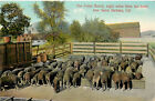 Vintage Postkarte Schweine auf Potter Ranch Santa Barbara CA in der Nähe von Potter Hotel Reider