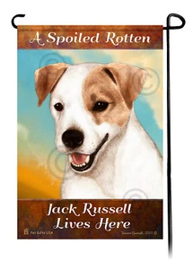 Ein verwöhnter fauler hellbrauner und weißer Jack Russell lebt hier - Bild 1 von 1