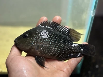 Male Super Yellow Texas - Image 1 of 3