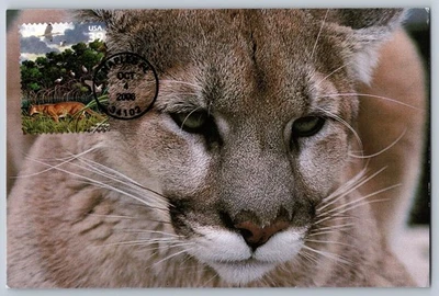 #4099c Southern Florida Wetland Florida Panther FDC Maxi Card w/Pictorial Cancel - Image 1 of 2