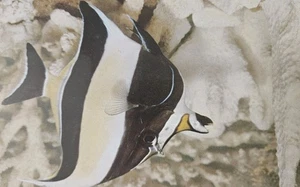 Moorish Idol Postcard Does Not Get Along With Other Fishes - Picture 1 of 2