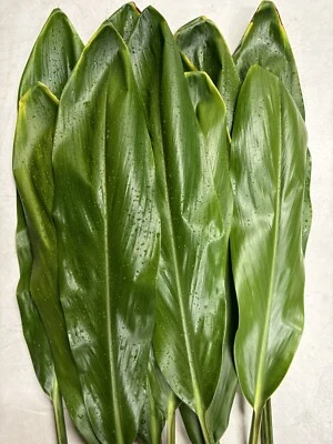 Hawaii Fresh Cut Green Ti Leaf 16in-30in 20ct - Image 1 of 3