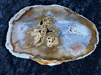 Polished Petrified Wood Oak Deschuttes, Oregon Middle Pliocene 9”x6” Fossil - Image 1 of 4