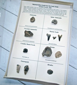 Representative Fossils from the Tropic Shale of Kane County. Utah - Picture 1 of 6