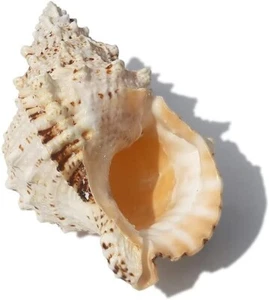 Large Natural Frog Shell Conch Seashell Rare Real Beach Home Deco 2.5-3.5" In - Picture 1 of 4