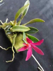 Sophonitis wittigiana x Laelia cinnabariana Orchid plant miniature CITES - Picture 1 of 2