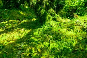 Sphagnum Moss, Live Peat Moss 1 kg for Orchids, Terrariums, and Bog bucket - Bild 1 von 7