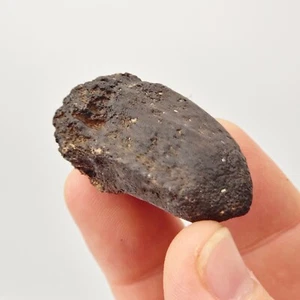 Giant Tortoise (Hesperotestudo) Spur Fossil - Florida - Pleistocene Ice Age - Bild 1 von 8