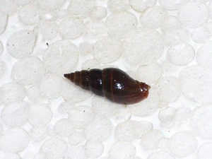 EBENOMITRA EBENUS ELONGATE FORM, DARK - Picture 1 of 2