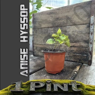 Planta nativa perenne viva de hisopo de anís 6"+ en maceta de 4" pinta comercial Foto 1 de 4