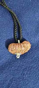 21 Mukhi Rudraksha Sacred Bead Rare- Certified A++ --IGL Lab Certified - Picture 1 of 11