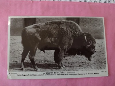 Wild Animal Postcard, American Bison, No 28 Wildt & Kray- Posted 1921 - Image 1 of 2