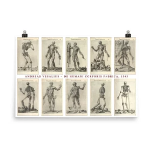 Andreas Vesalius, Vintage Anatomy Images, Macabre, Occult, Medical Huge Poster - Bild 1 von 6